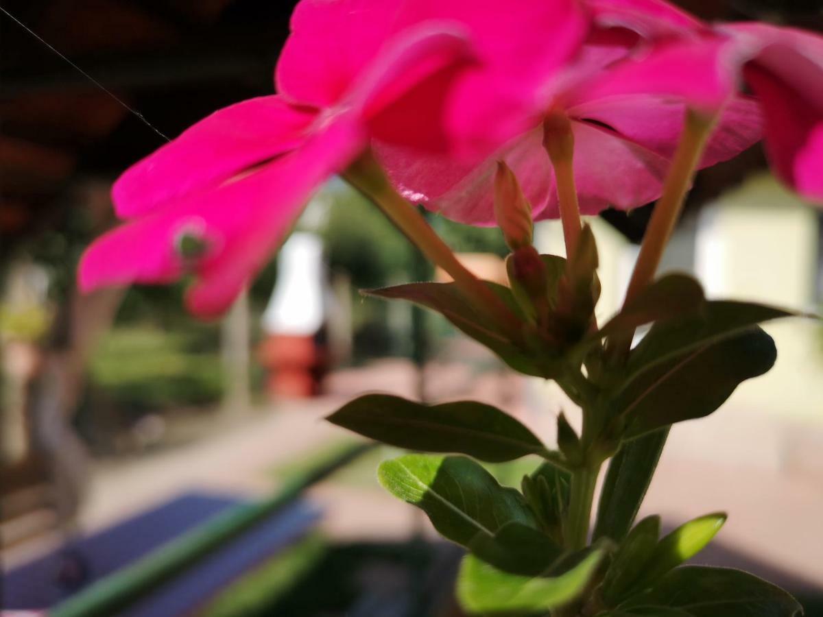 Apartman Kaszas Garden โมชนมายารูวาร์ ภายนอก รูปภาพ